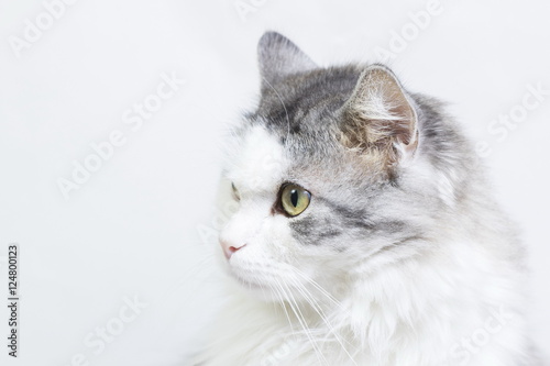 Siberian cat, portrait on a white background