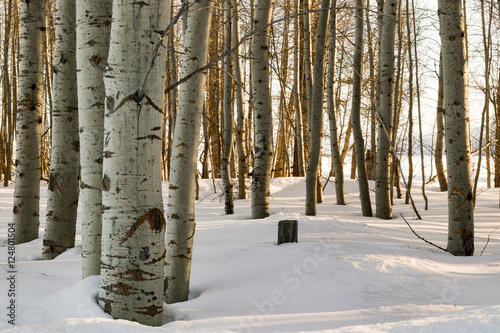 Aspen Trees 1