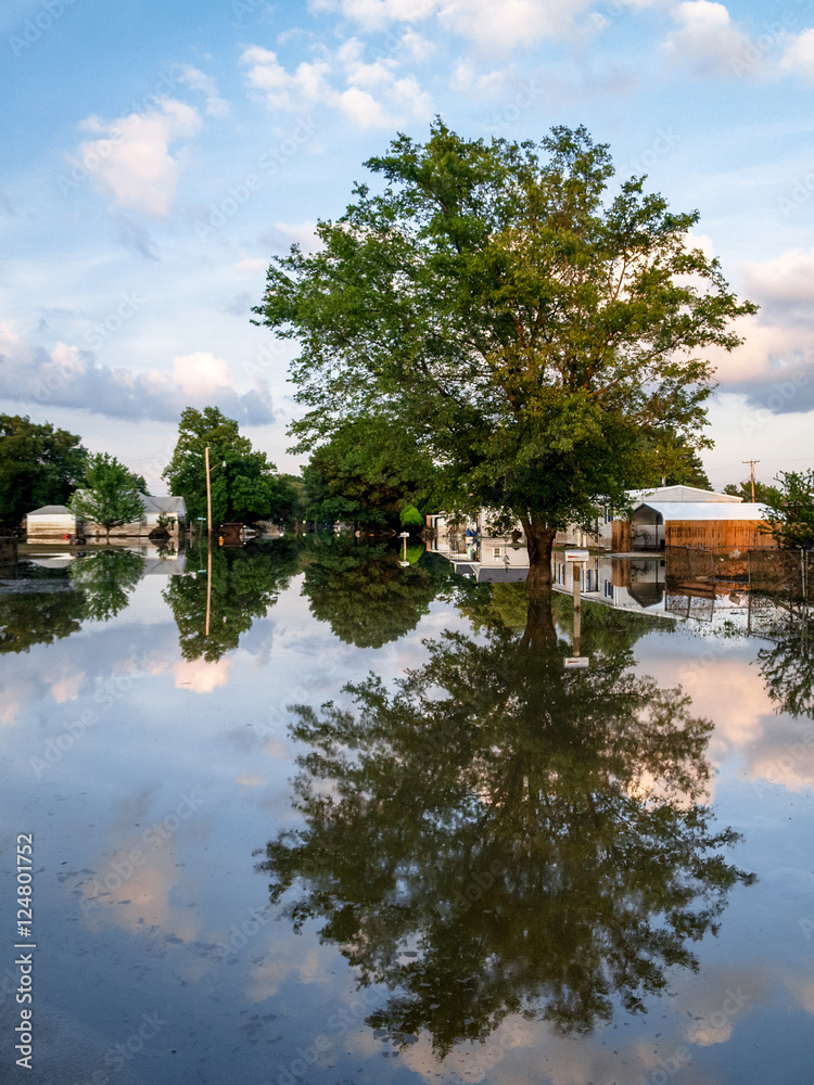Fototapeta premium Neighborhood Tree Reflected in Flood Waters