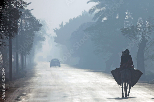 foggy road n mule walking