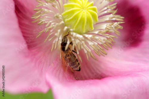 Bee in a flower covered in pollen and sucking nectar