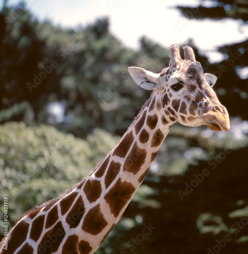 giraffe