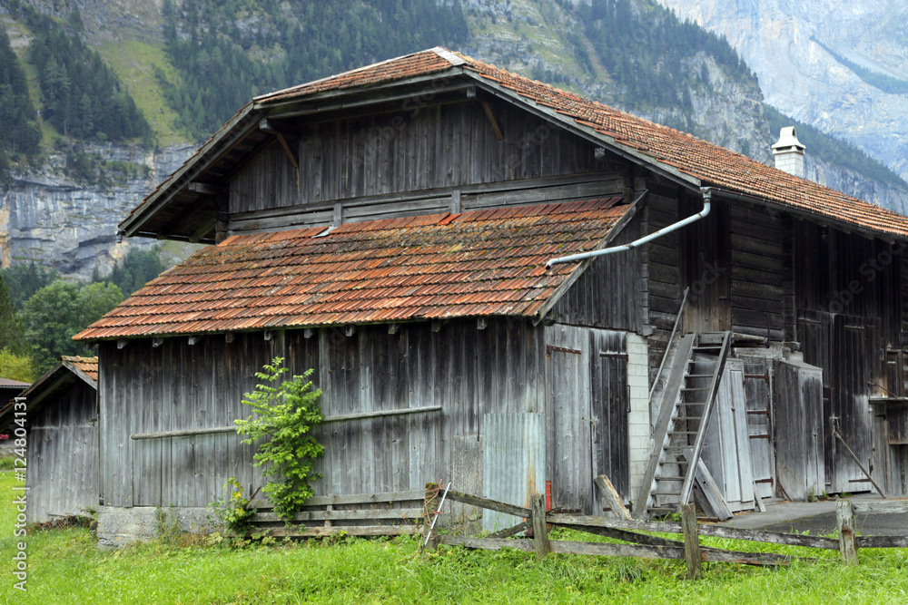 Obraz premium barn n tree