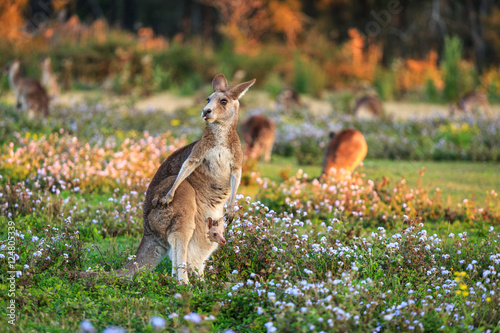 Fototapeta Naklejka Na Ścianę i Meble -  Wild Kangaroo