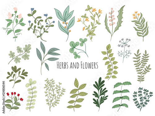 Set of flowers and herbs