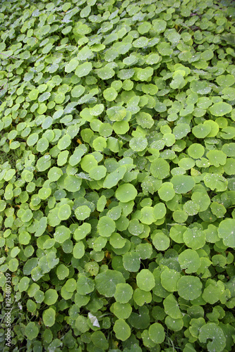 water droplets on leaves