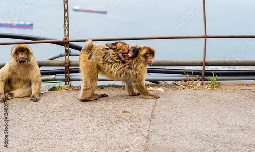 The Barbary macaque population in Gibraltar is the only wild monkey population in the European continent. Some three hundred animals in five troops occupy the area of the Upper Rock of Gibraltar.