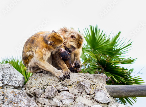 The Barbary macaque population in Gibraltar is the only wild monkey population in the European continent. Some three hundred animals in five troops occupy the area of the Upper Rock of Gibraltar.