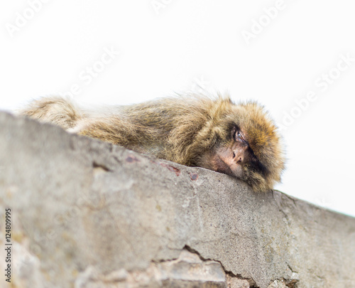 The Barbary macaque population in Gibraltar is the only wild monkey population in the European continent. Some three hundred animals in five troops occupy the area of the Upper Rock of Gibraltar.