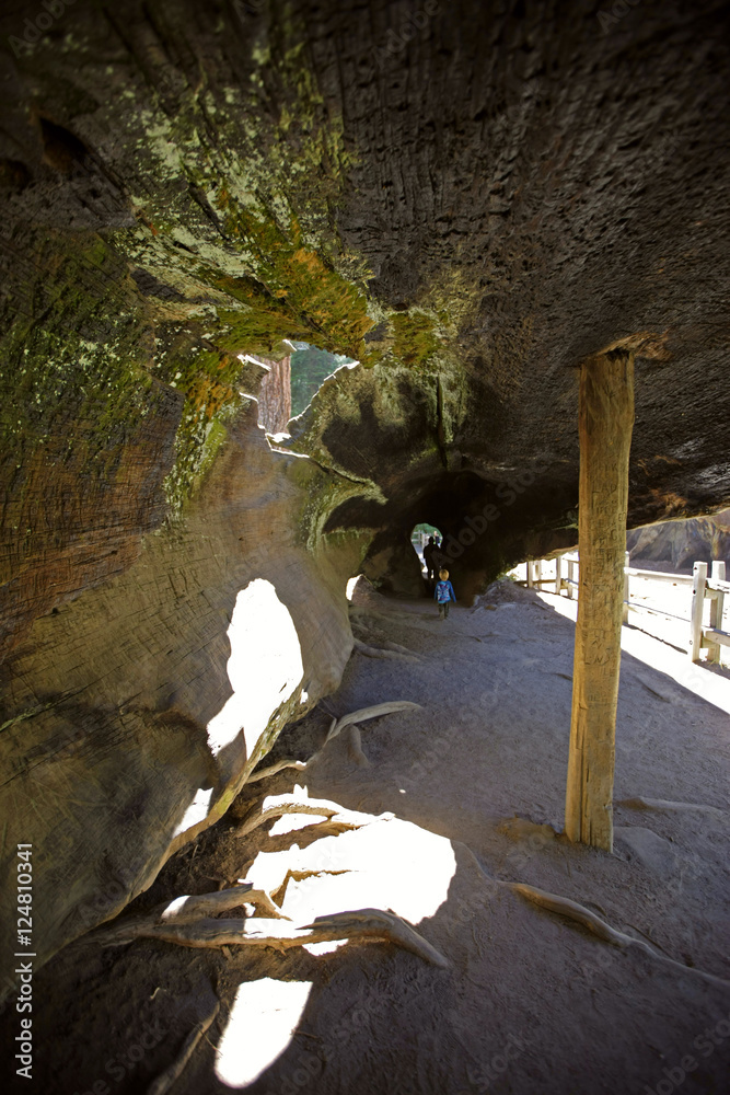 Fototapeta premium hollow sequoia tree