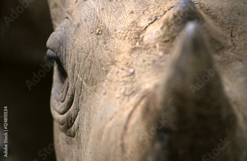 rhino © danheller