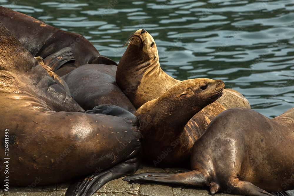Fototapeta premium Rookery Steller sea lions. Island in Pacific Ocean near Kamchatka Peninsula.