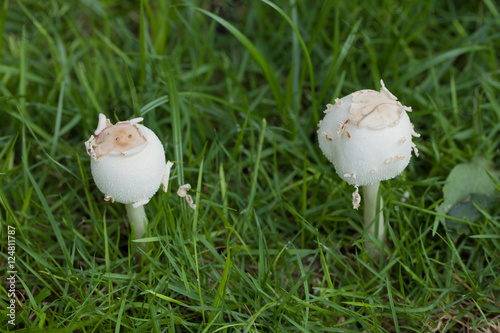 Close up white mushrooms in the rainy season.