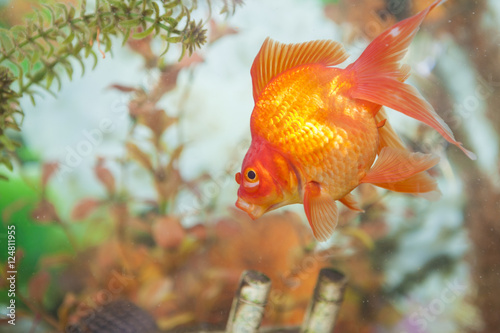 Ordinary Carassius Auratus Individual Fish Known as Golden Fish photo