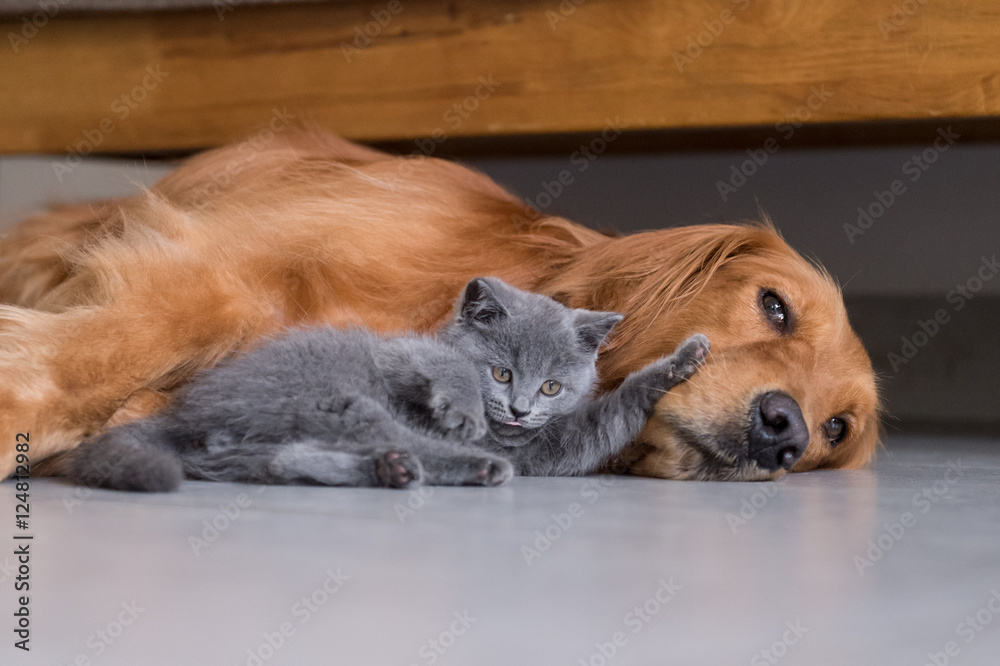 Golden retrievers and shorthair kitten Golden retrievers and shorthair kitten