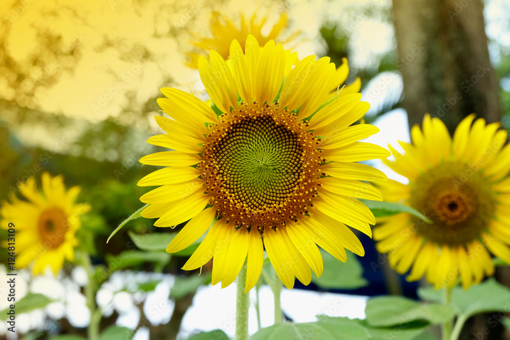 sunflower with soft tone