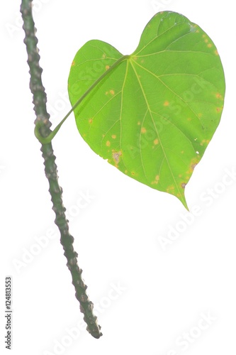 the Tinospora crispa  leaves as heart shape leaf photo