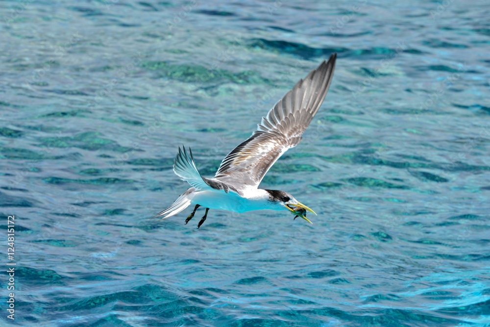 Great crested tern, sea bird, Polynesia Great crested tern, sea bird, Polynesia