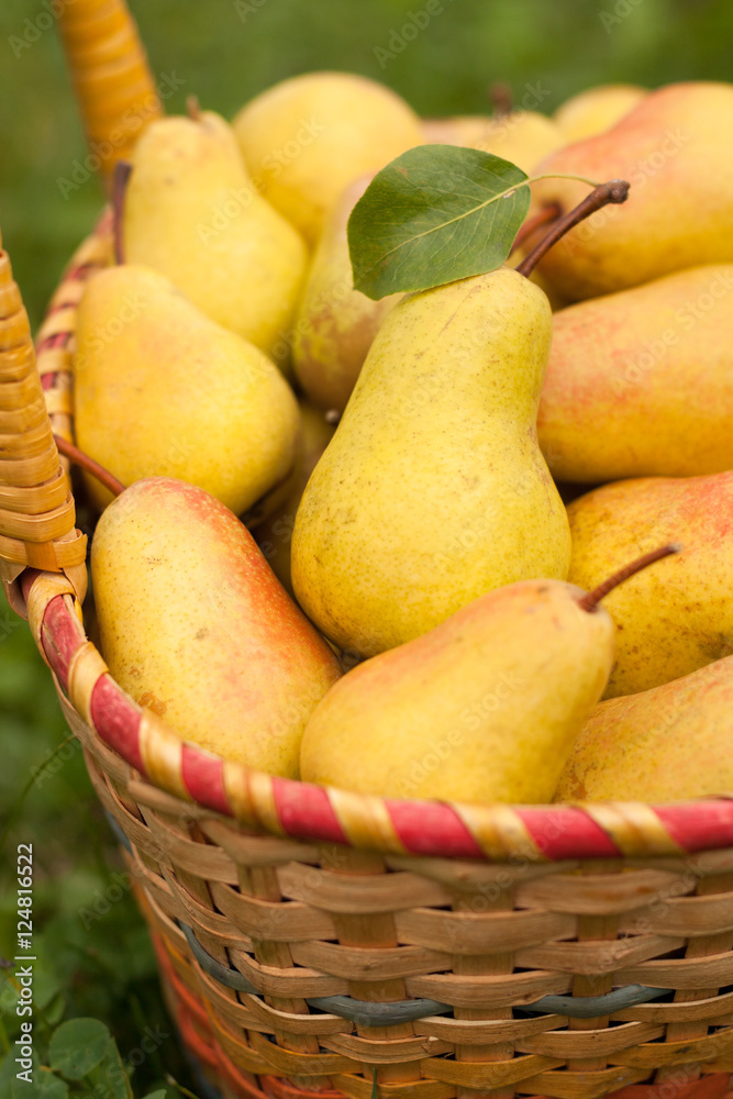 Fresh Ripe Yellow Pears In Wicker Basket In Sunny Garden, Close-up. Pears In Basket. Yellow Pear. Selective Focus.