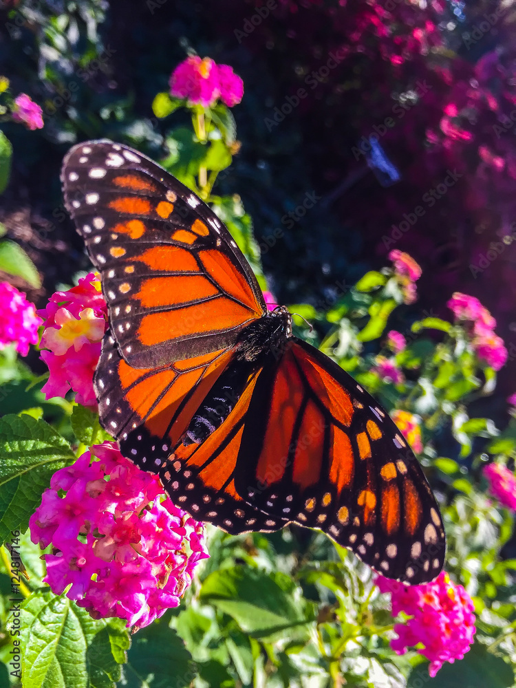 Fototapeta premium male monarch butterfly on pink flowers