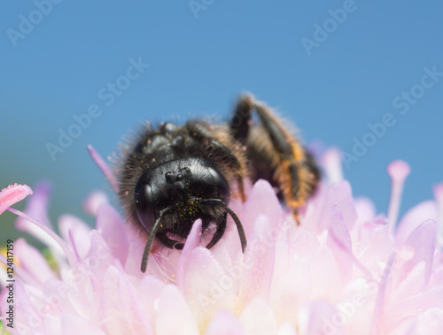 Male large shaggy-bee, Panurgus banksianus on field scabious, copyspace in the photo  photo