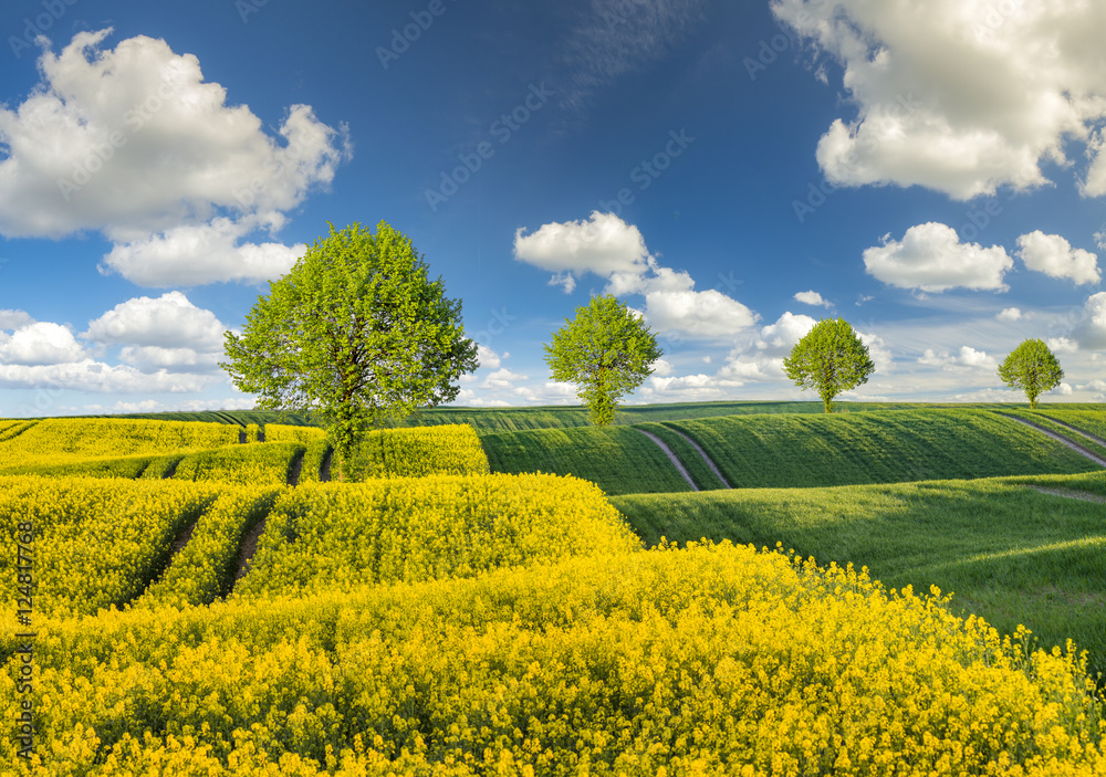 Fototapeta premium wiosenne pole,zielone zboże,kwitnący rzepak