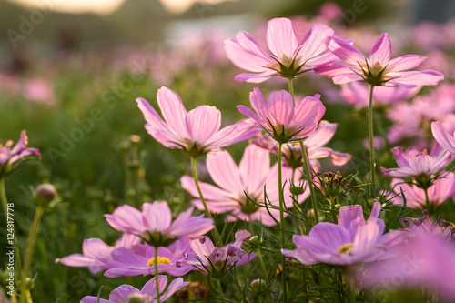 Cosmos Flower