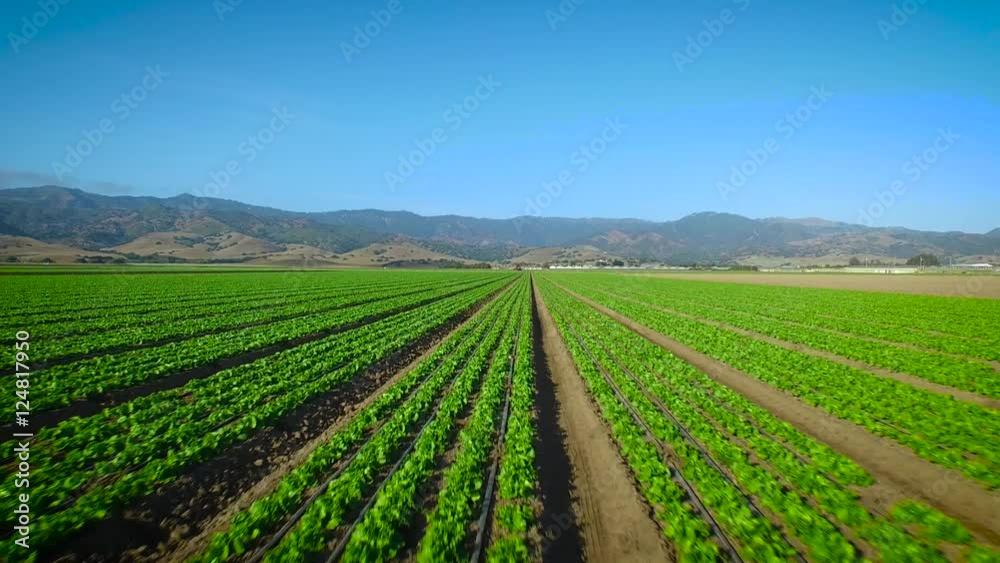 Aerial View Zooming into Rows on a Farm Field Aerial View Zooming into Rows on a Farm Field