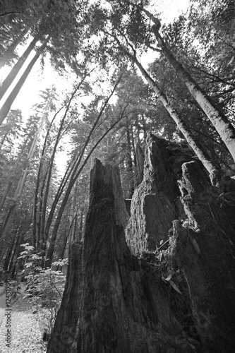 tree stump among tall trees 3 bw