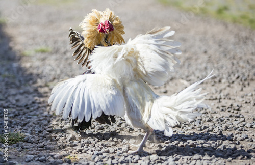 cockfight in rural Bali photo