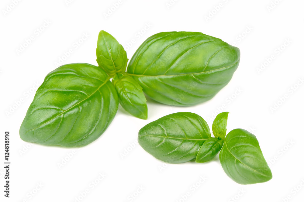 Fresh Green Basil Isolated on White Background Fresh Green Basil Isolated on White Background