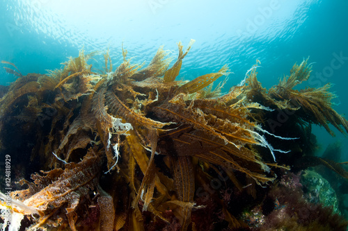 Sunny reef with sea cabbage laminaria