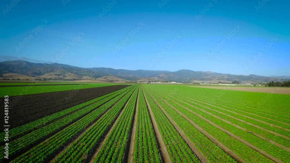 Aerial View Going Over Field Rows of Vegetables Aerial View Going Over Field Rows of Vegetables