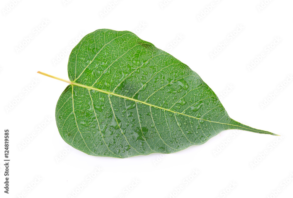 Obraz premium Bo leaf