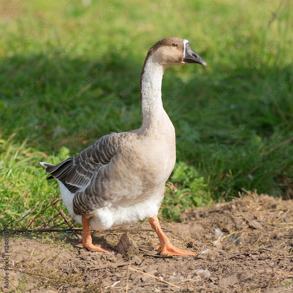 domestic goose on a farm domestic goose on a farm
