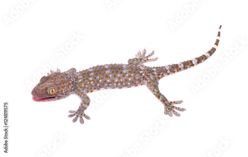  gecko isolated on white background
