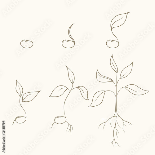 Process of kidney bean plant evolution and growth