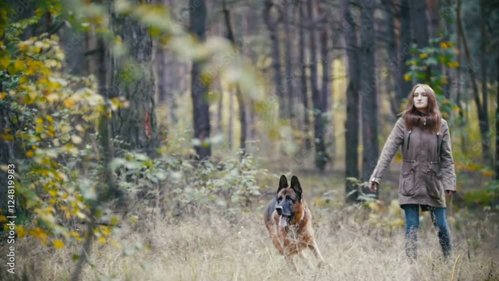 Young woman and her pet - german shepherd - walking on a autumn forest, girl throws a stick for dog who stuck out his tongue, slow motion Young woman and her pet - german shepherd - walking on a autumn forest, girl throws a stick for dog who stuck out his tongue, slow motion