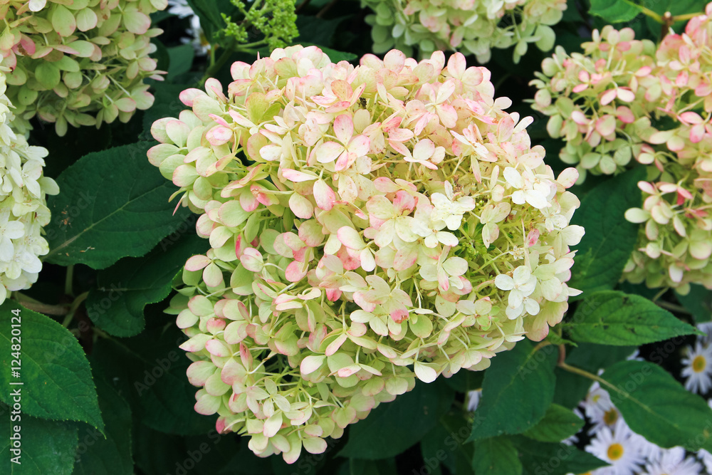 Hydrangea (paniculata) / A close up view of Hydrangea( paniculata ...