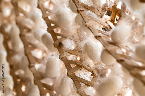 Silk Cocoon