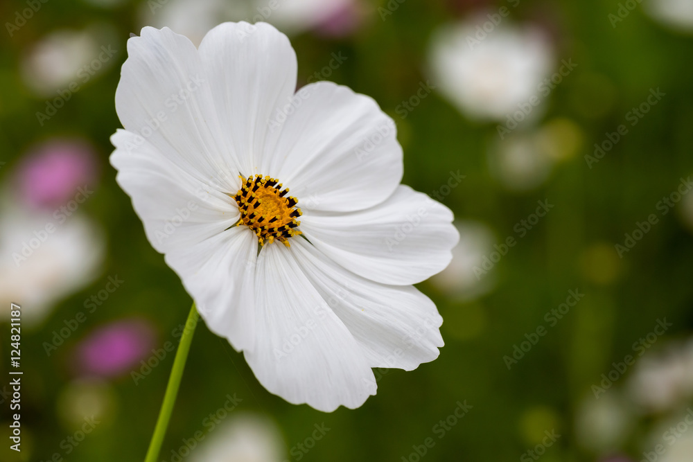 Fototapeta premium Cosmos Flower