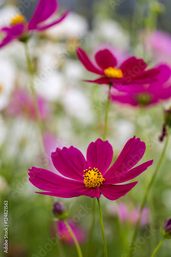 Cosmos Flower