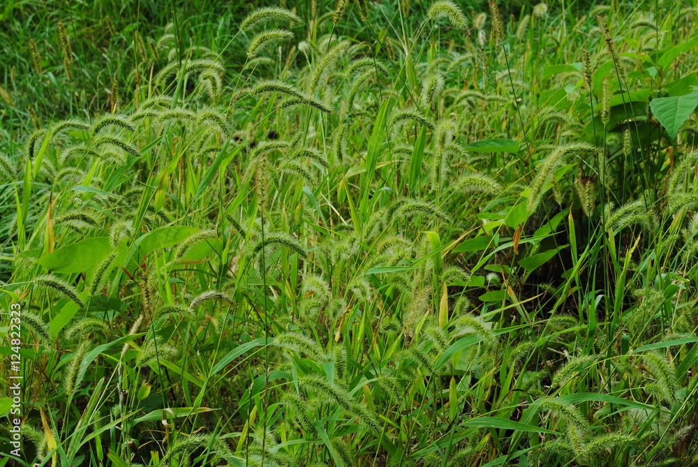 Grüne Wiese Grüne Wiese