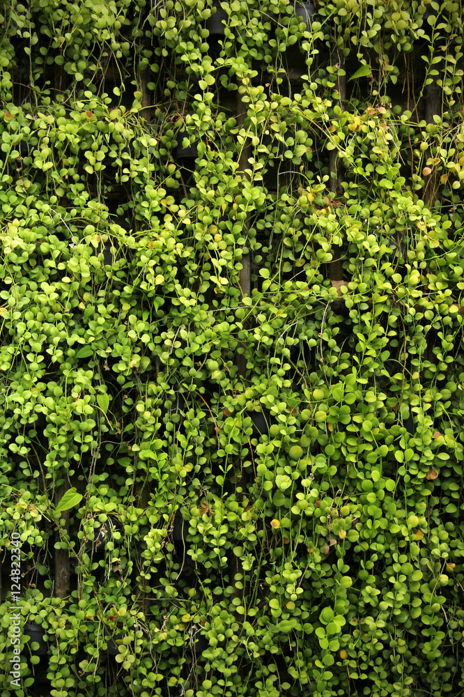 Green leaves wall Green leaves wall