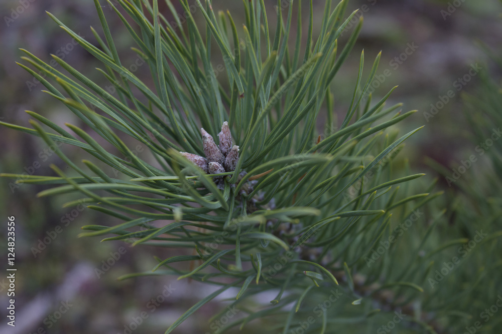 Fototapeta premium spruce
