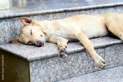 The dog was lying on the steps. (selective focus)