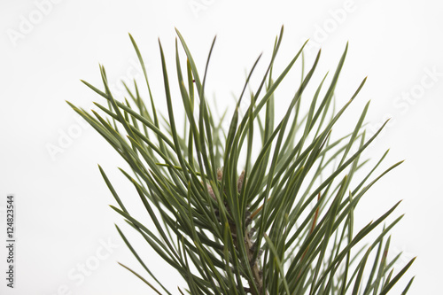  spruce
