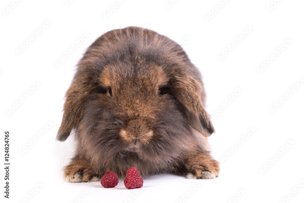 Brown French Lop rabbit isolated on white Brown French Lop rabbit isolated on white