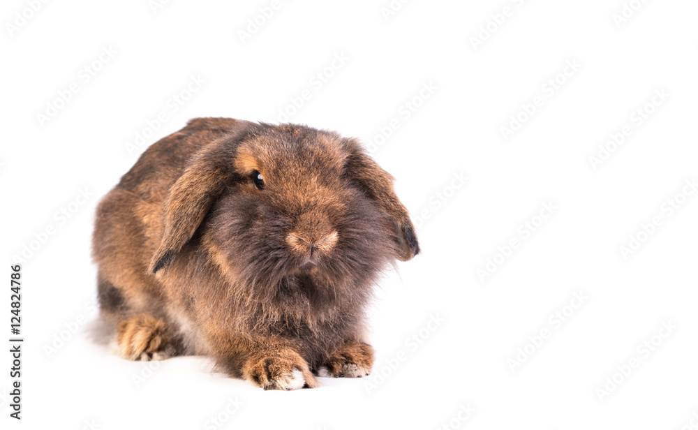 Brown French Lop rabbit isolated on white Brown French Lop rabbit isolated on white