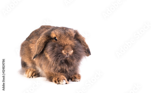 Brown French Lop rabbit isolated on white